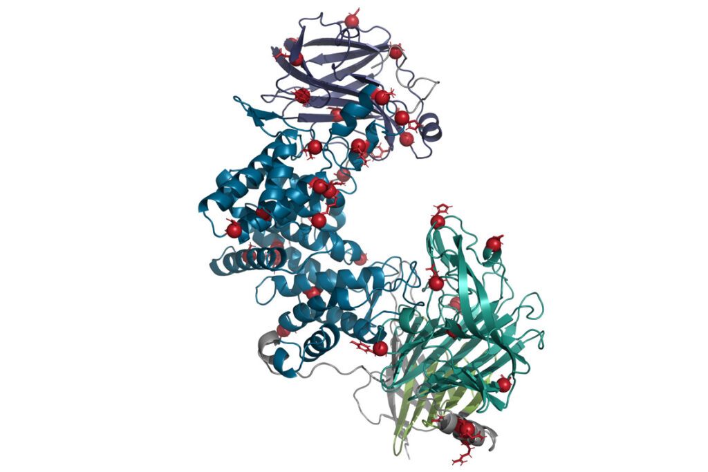 A rendering of the enzyme chondroitinase ABC
