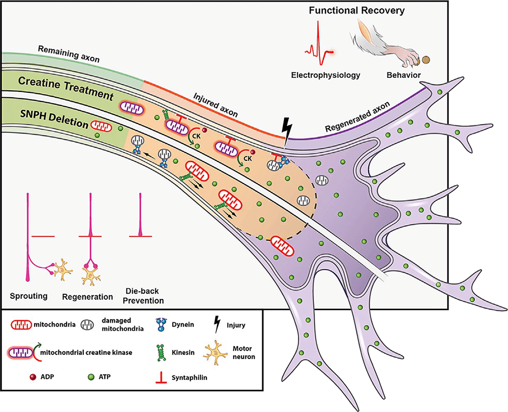 Energy Levels and Axon Growth