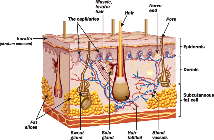 Human Skin Anatomy