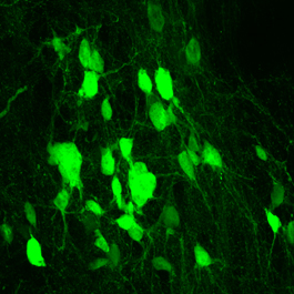 New Spinal Neurons