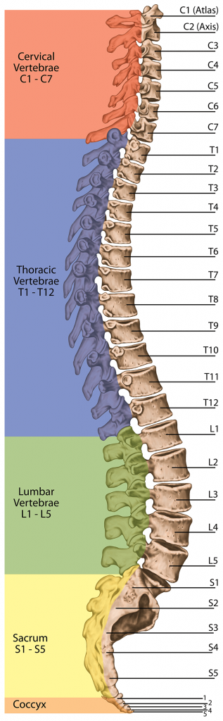 Spinal Column Functional Areas