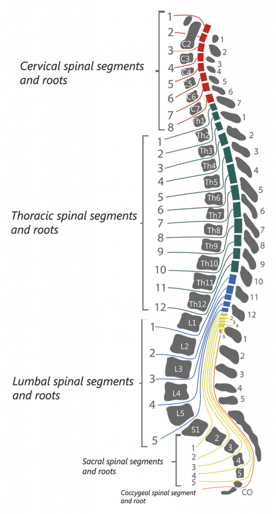 Spinal Cord Segments and Roots