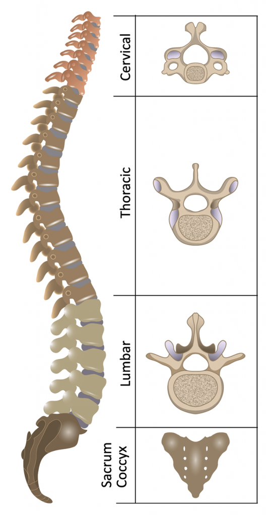 The Spinal Column made up of 24 Vertebrae.