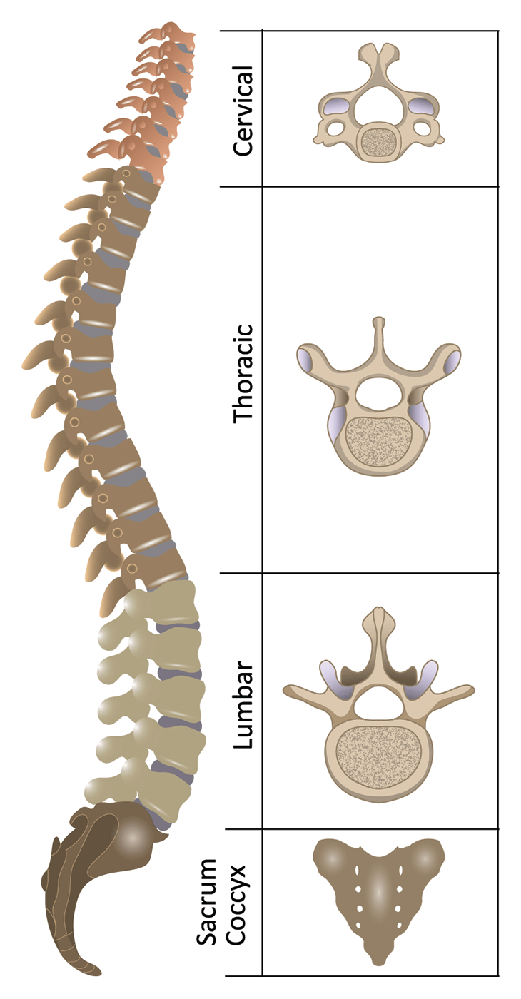 Anatomy of the Spine | Spinal Cord Injury Information Pages
