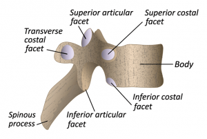Side View of a Vertebrae