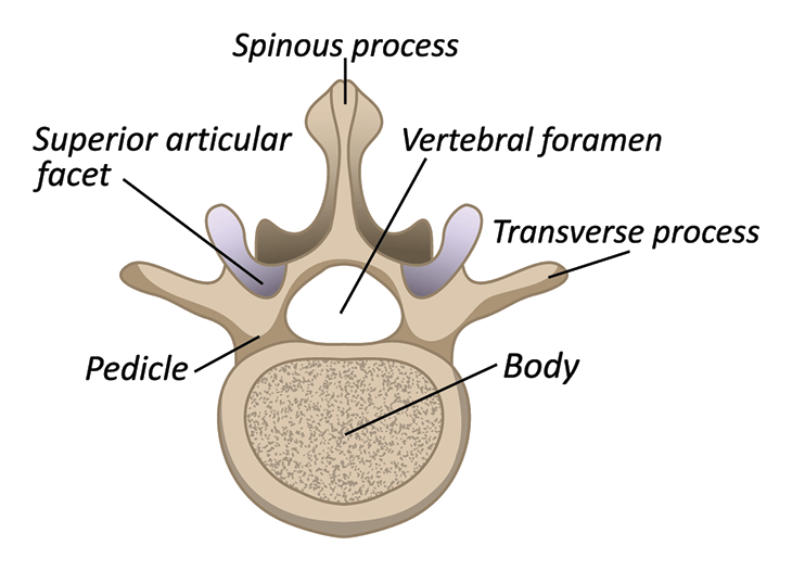 Pedicle Anatomy