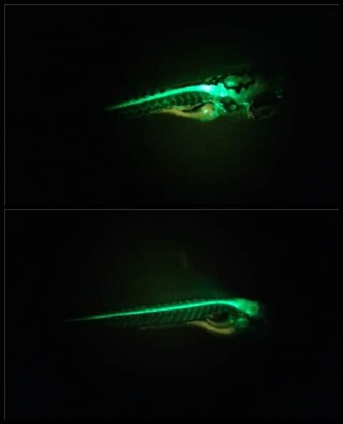 5-day-old zebrafish larva, in which motor neurons are marked with a green fluorescent protein.